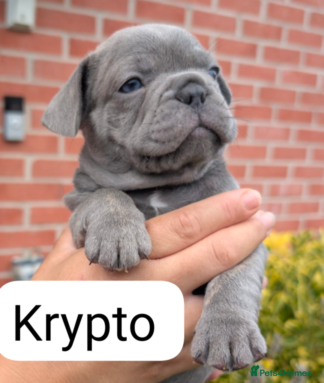 French Bulldog dogs for sale: Stunning French bulldog puppies 🐕 - Image 1