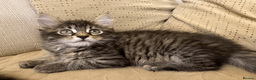 Maine Coon cats for sale: Three adorable Maine Coon Kittens For Sale  - Advert 28