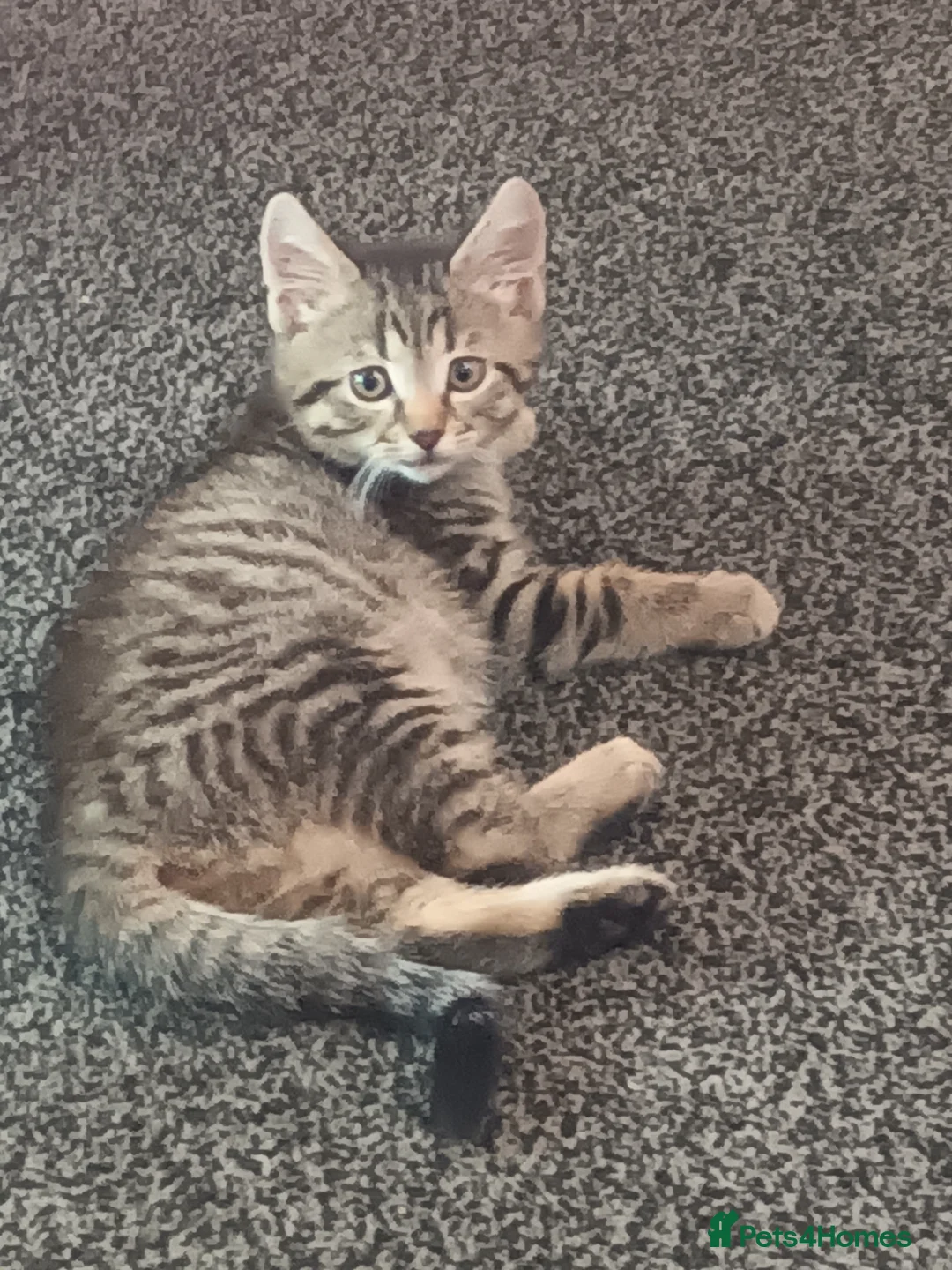 Mixed Breed cats for sale: female grey tabby kitten  - Advert 5