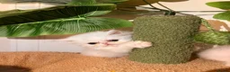 Persian cats for sale: cute Persian kittens looking for a home  in Hounslow - Advert 6