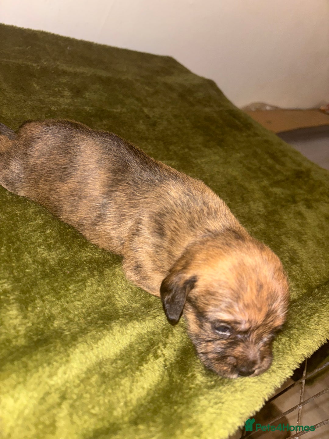 Mixed Breed dogs for sale: Schweenies - Image 3