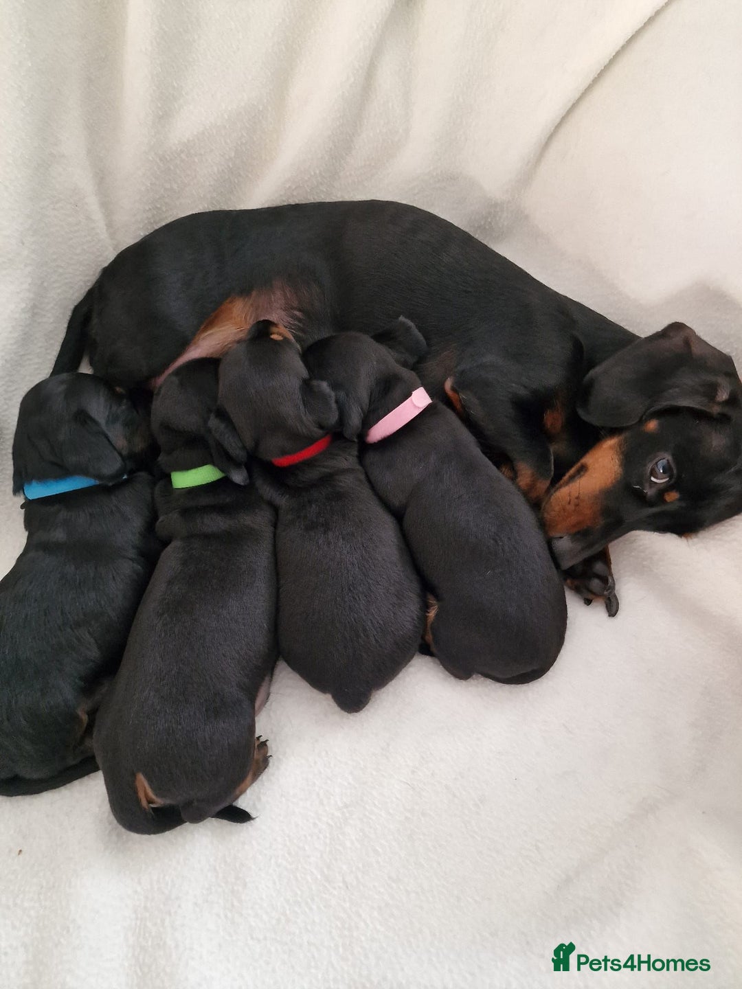 Miniature Dachshund dogs for sale: Beautiful black & tan miniature Dachshund puppies - Image 10