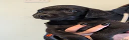 Labrador Retriever dogs for sale: KC'd Working/Trialing Pedigree  - Advert 3