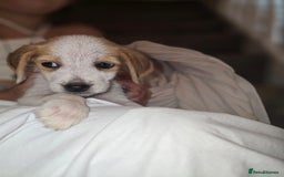 Beagle dogs for sale: Beagle puppies  - Image 4