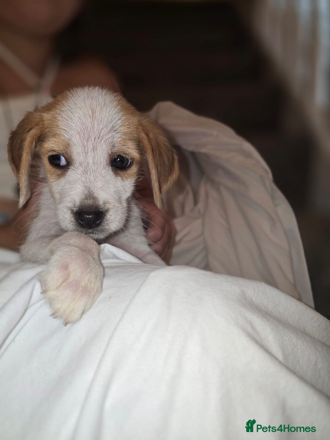 Beagle dogs for sale: Beagle puppies  - Image 4