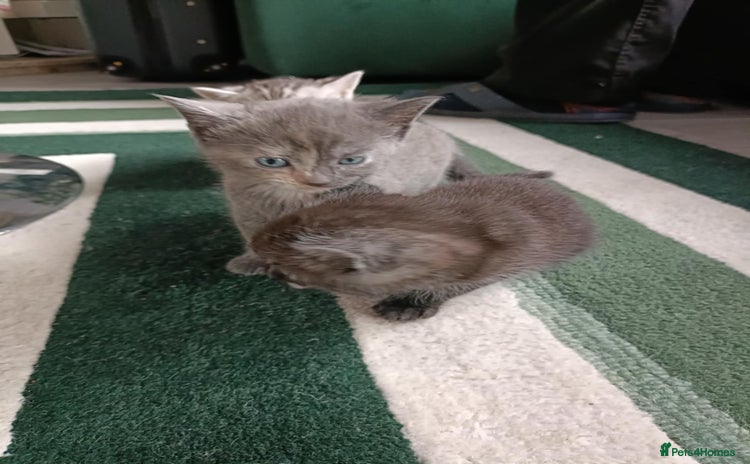 Domestic Shorthair cats - Advert 2