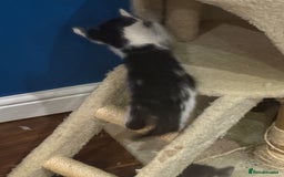 Domestic Shorthair cats for sale: Forever homes needed  - Image 18