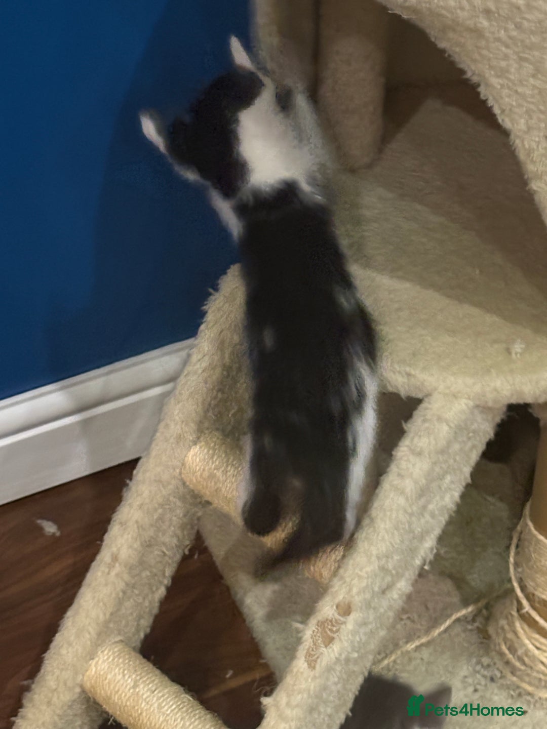 Domestic Shorthair cats for sale: Forever homes needed  - Image 18