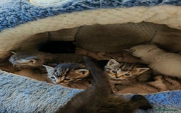 Sphynx cats for sale: For sale I have seven adorable kittens sphynx  - Image 1