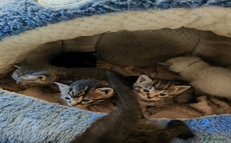 Sphynx cats - Advert 2