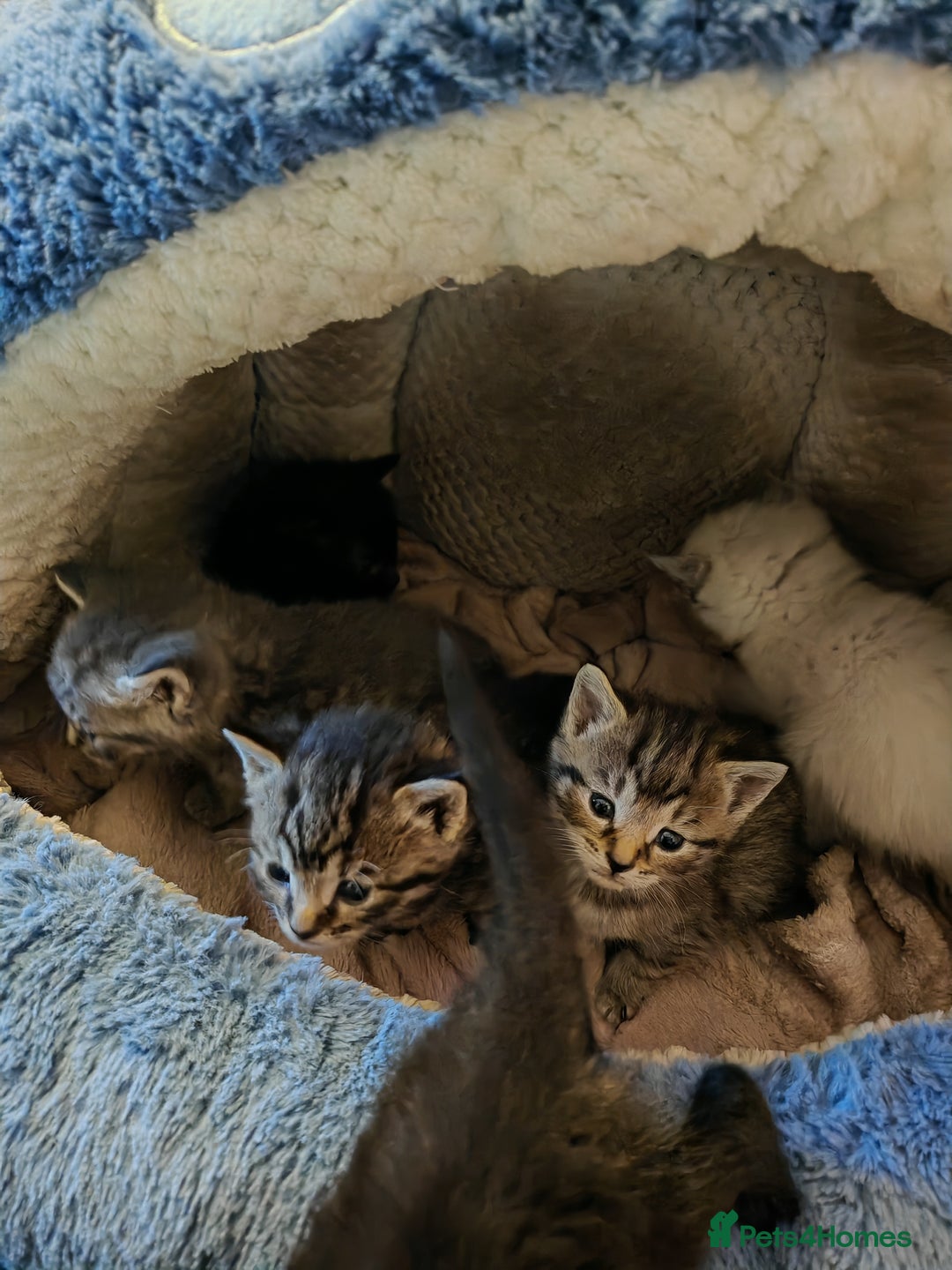 Sphynx cats for sale: For sale I have seven adorable kittens sphynx  - Image 1