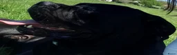 Cane Corso dogs for stud: Pure breed Cane Corso in Bristol - Advert 4