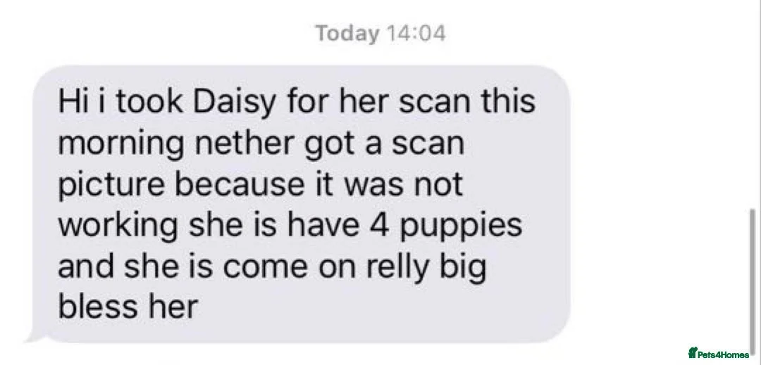 Yorkshire Terrier dogs for stud:  Miniature Experienced Yorkshire Terrier STUD  - Advert 13