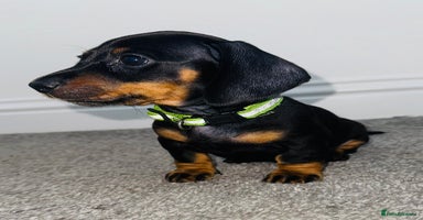 Miniature Dachshund dogs - Advert 9