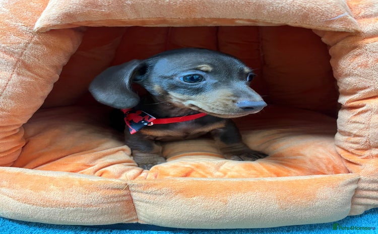 Miniature Dachshund dogs - Advert 13