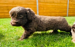 Cockapoo dogs for sale: Chocolate Merle Cockapoo Babies 🐾🐾🐾 - Image 9