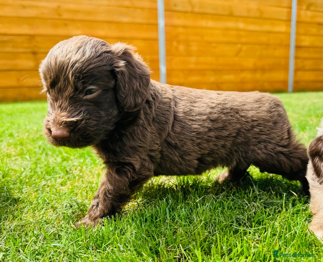 Cockapoo dogs for sale: Chocolate Merle Cockapoo Babies 🐾🐾🐾 - Image 9