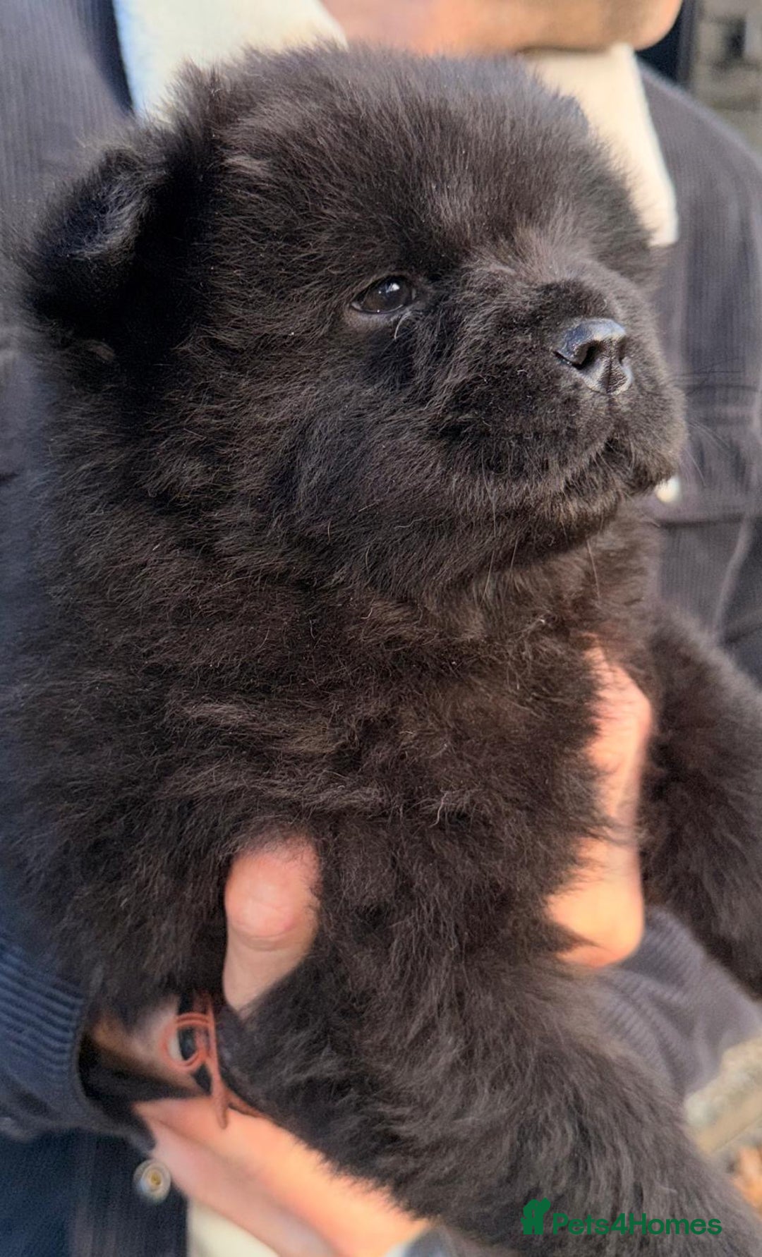 Chow Chow dogs for sale: Ready to go to their new homes.  - Advert 3