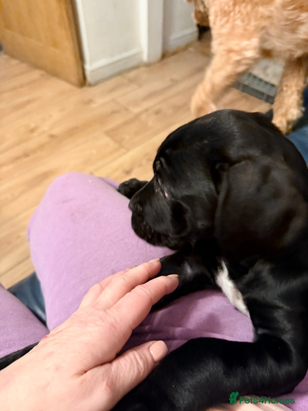 Cane Corso dogs for sale: 1 girl needing her forever homes  - Advert 19