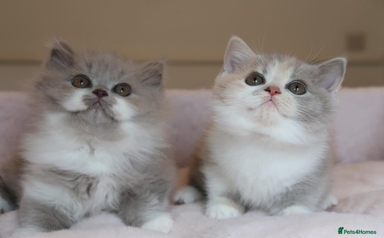 British Shorthair cats - Advert 2