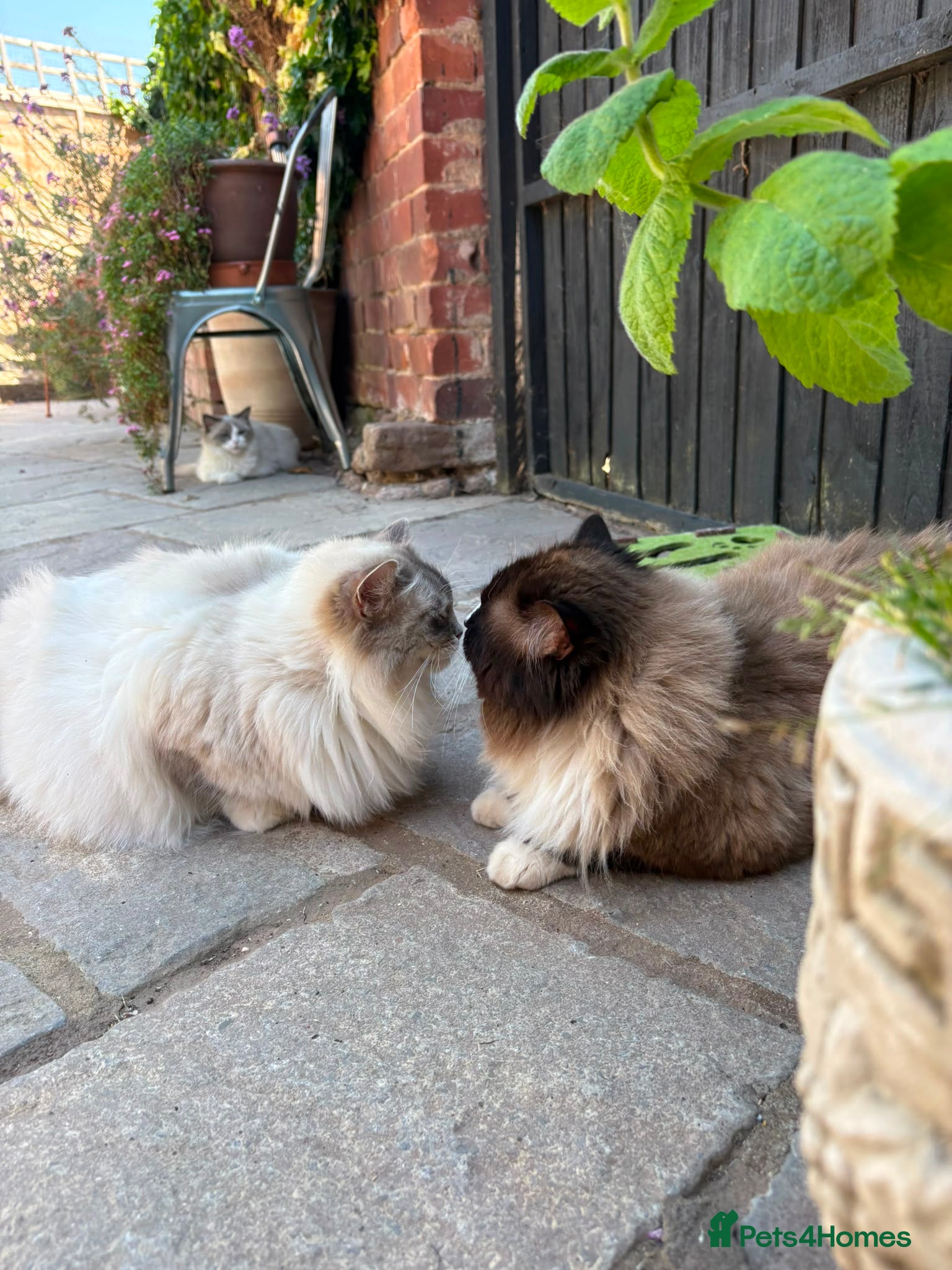 Ragdoll cats for sale: Stunning Ragdoll Kittens - 2.5 weeks old. - Advert 2