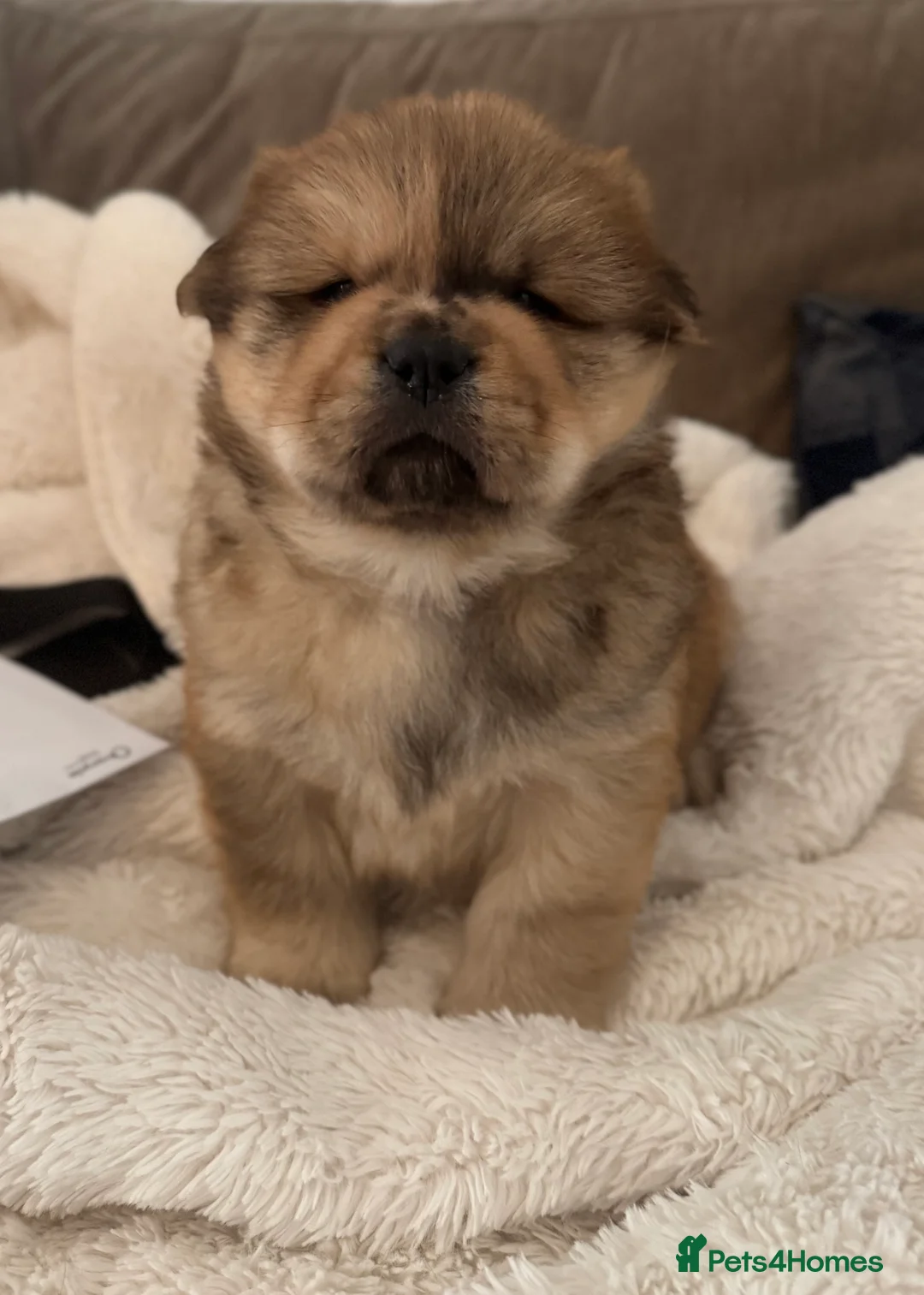 Chow Chow dogs for sale: 2 LEFT Merle Chowchow Puppies  - Advert 19