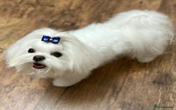 Maltese dogs for sale: 🥰 Gorgeous puppies 🥰🥰 - Image 18