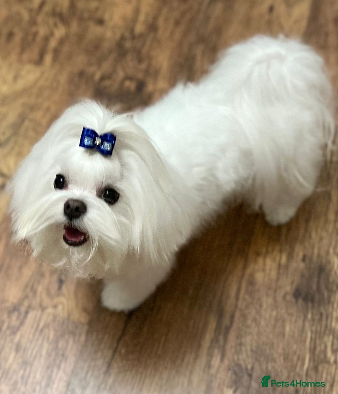 Maltese dogs for sale: 🥰 Gorgeous puppies 🥰🥰 - Image 18