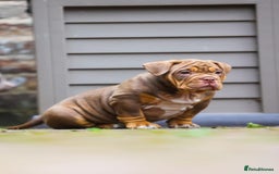 American Bully dogs for sale: 3 year old pocket bully for sale - Image 5