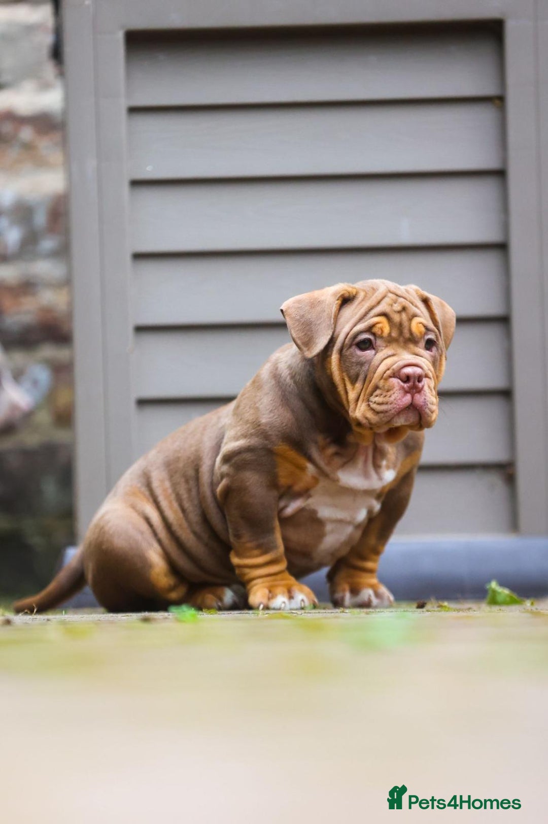 American Bully dogs for sale: 3 year old pocket bully for sale - Image 5