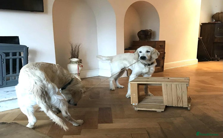 Golden Retriever dogs in London - Advert 2