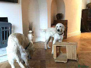 Golden Retriever dogs in London - Advert 5