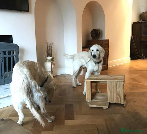 Golden Retriever dogs in London - Advert 2