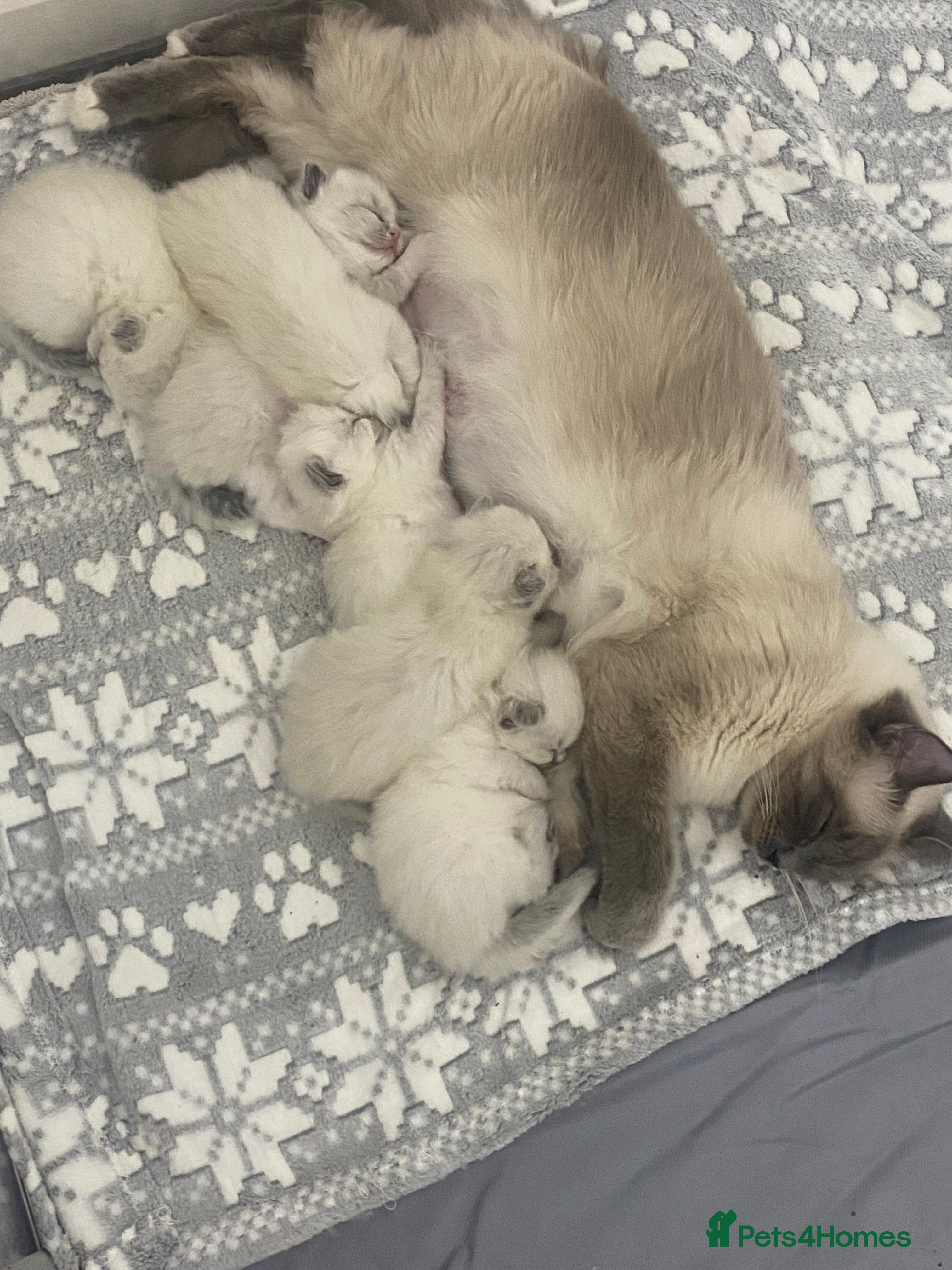 Ragdoll cats Pedigree ragdolls  - Advert 3