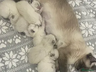 Ragdoll cats Pedigree ragdolls 1 left (female) - Advert 17