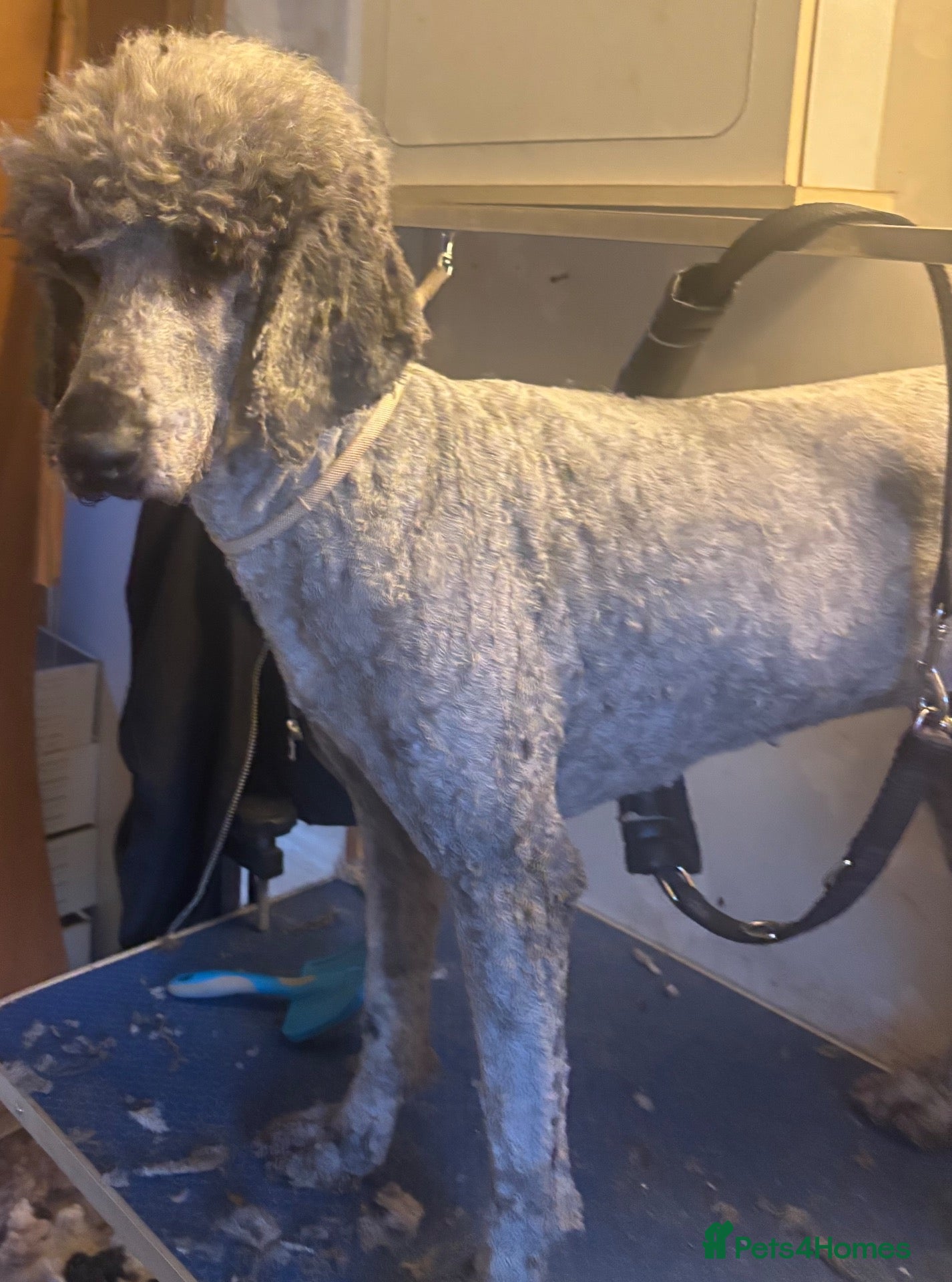 Standard Poodle dogs Kc Registered standard Poodle  - Advert 2