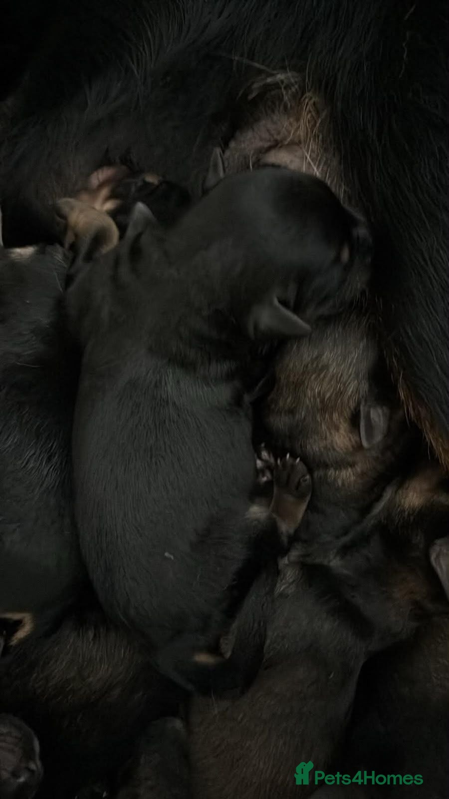 Mixed Breed dogs rottweiler and German Shepherd puppies - Advert 2