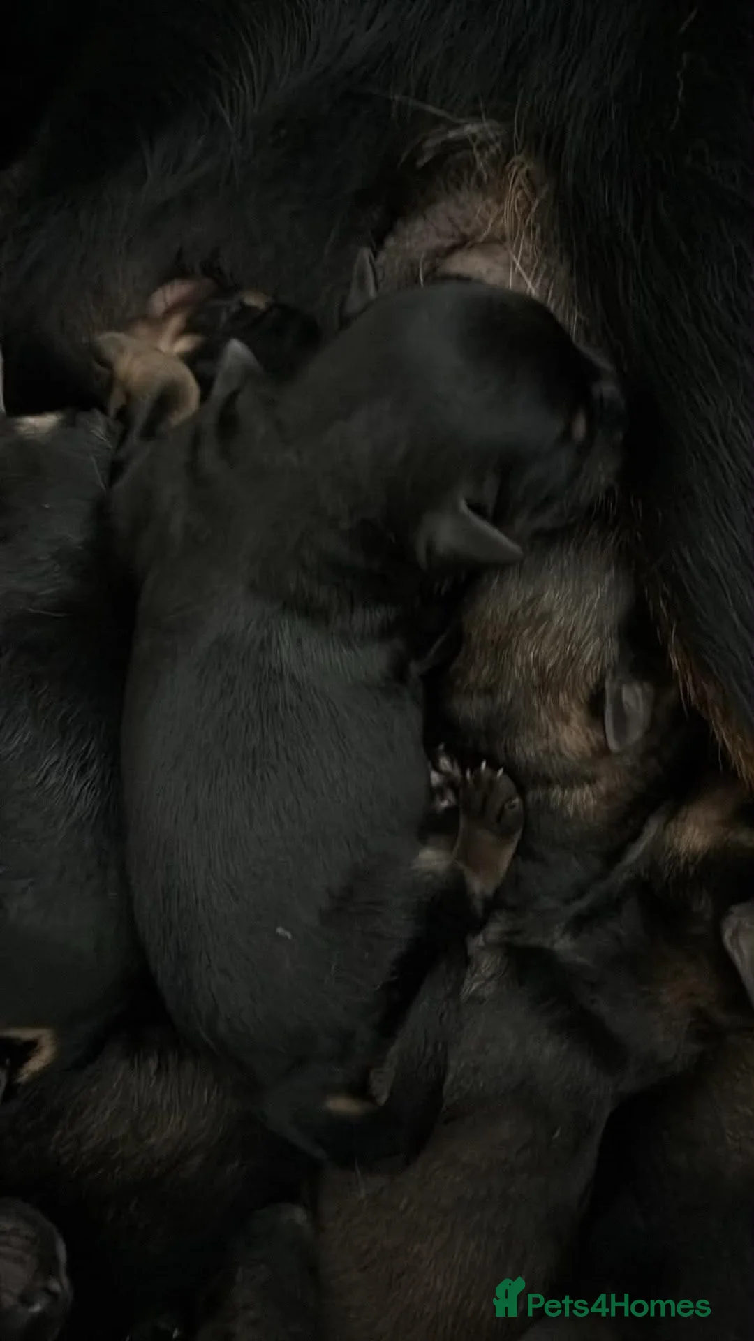 Mixed Breed dogs for sale: rottweiler and German Shepherd puppies - Advert 2
