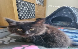 Mixed Breed cats for sale: Ragdoll x maincoon - Image 13