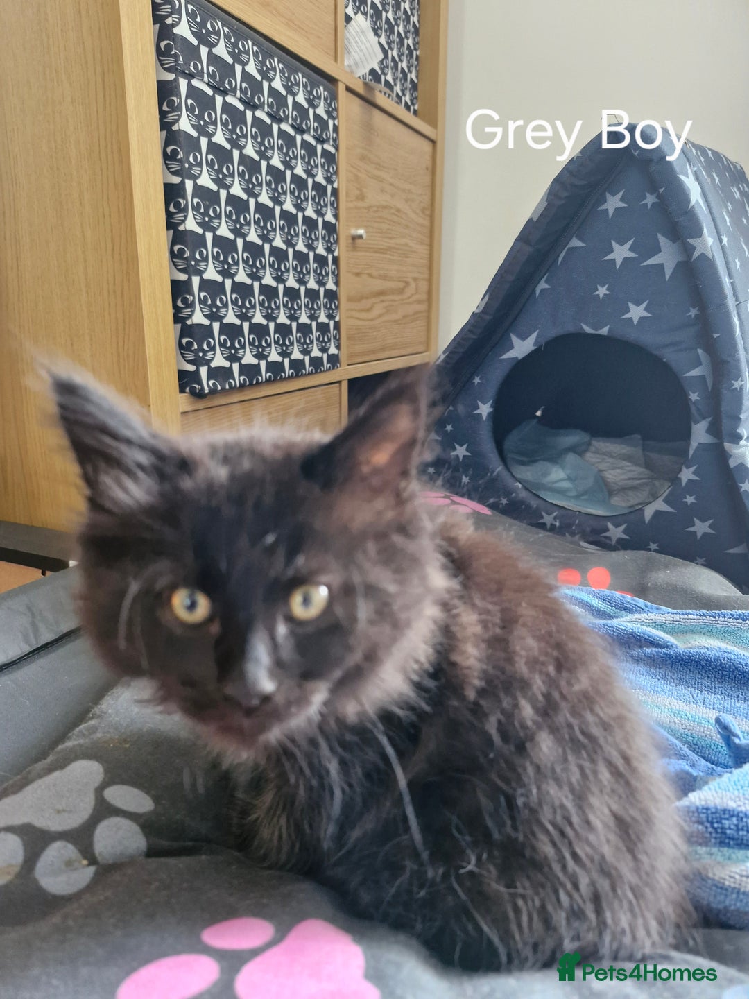 Mixed Breed cats for sale: Ragdoll x maincoon - Image 13