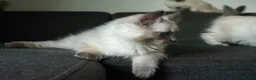 Ragdoll cats for sale: Beautiful GCCF Registered Ragdoll Kittens in Helensburgh - Advert 15