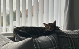 Domestic Shorthair cats for sale: 2 Male brother cats  - Image 8