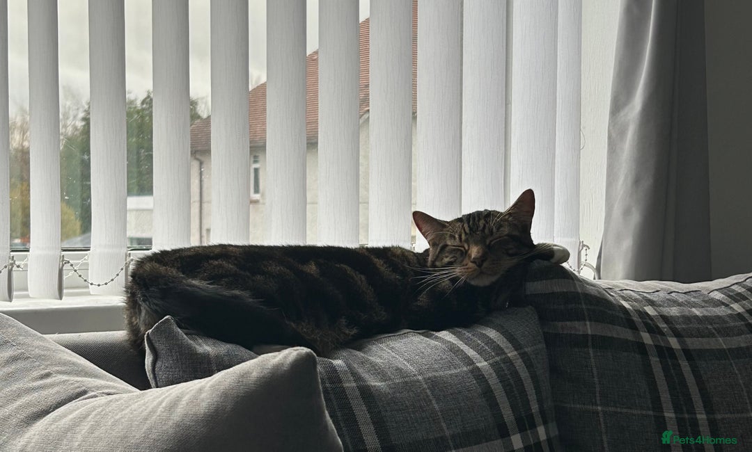 Domestic Shorthair cats for sale: 2 Male brother cats  - Image 8