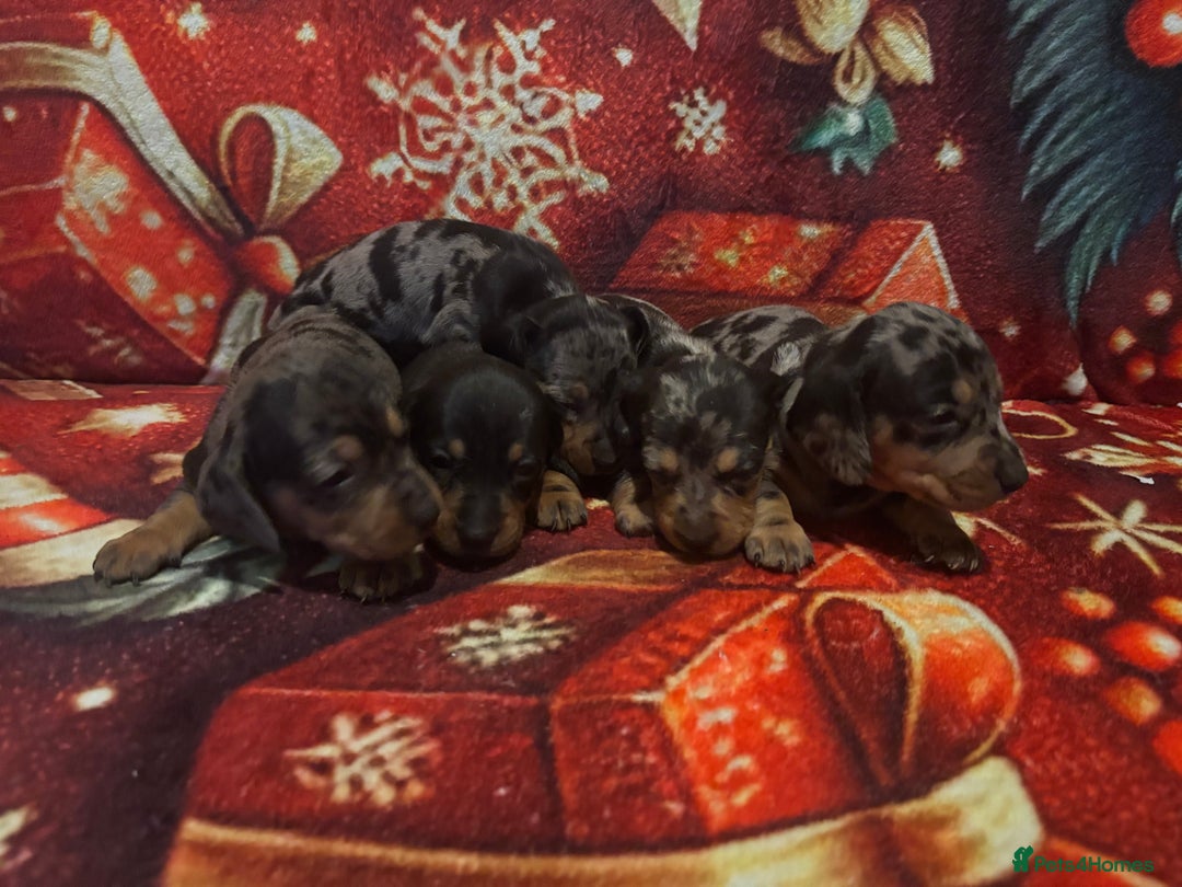 Miniature Dachshund dogs for sale: Miniature Dacshhund puppy available - Advert 9