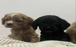 Mixed Breed dogs for sale: American x working cocker spaniel - Advert 4