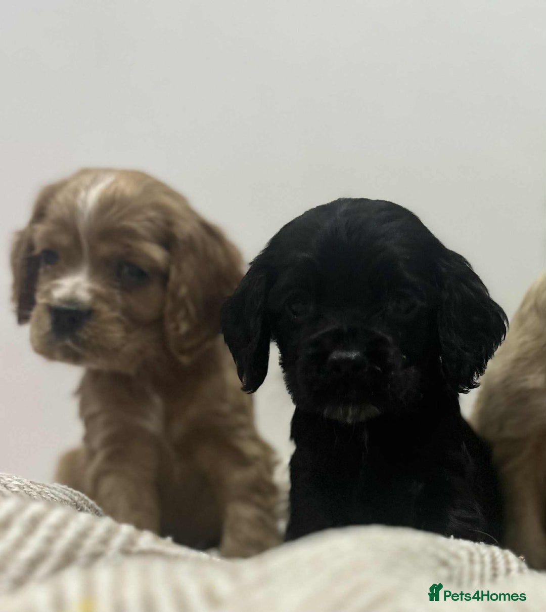 Mixed Breed dogs for sale: American x working cocker spaniel - Advert 4