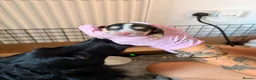 Cocker Spaniel dogs for sale: 🐾 Cocker Spaniel Puppies – Now Here! 🐾 😍 - Advert 11