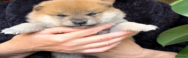 Japanese Shiba Inu Puppy 1