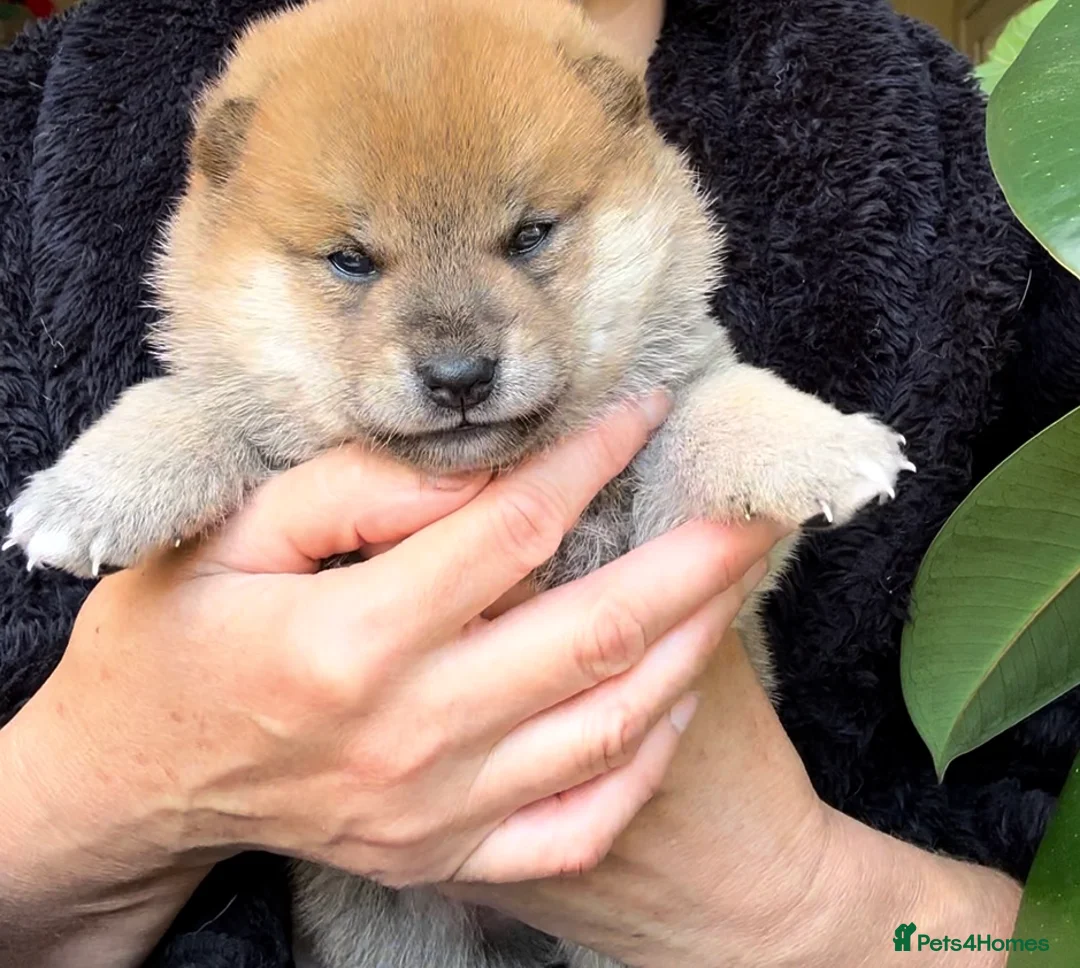 Japanese Shiba Inu dogs for sale: 10 weeks old KC Black/Tan Boy 💖 - Advert 30