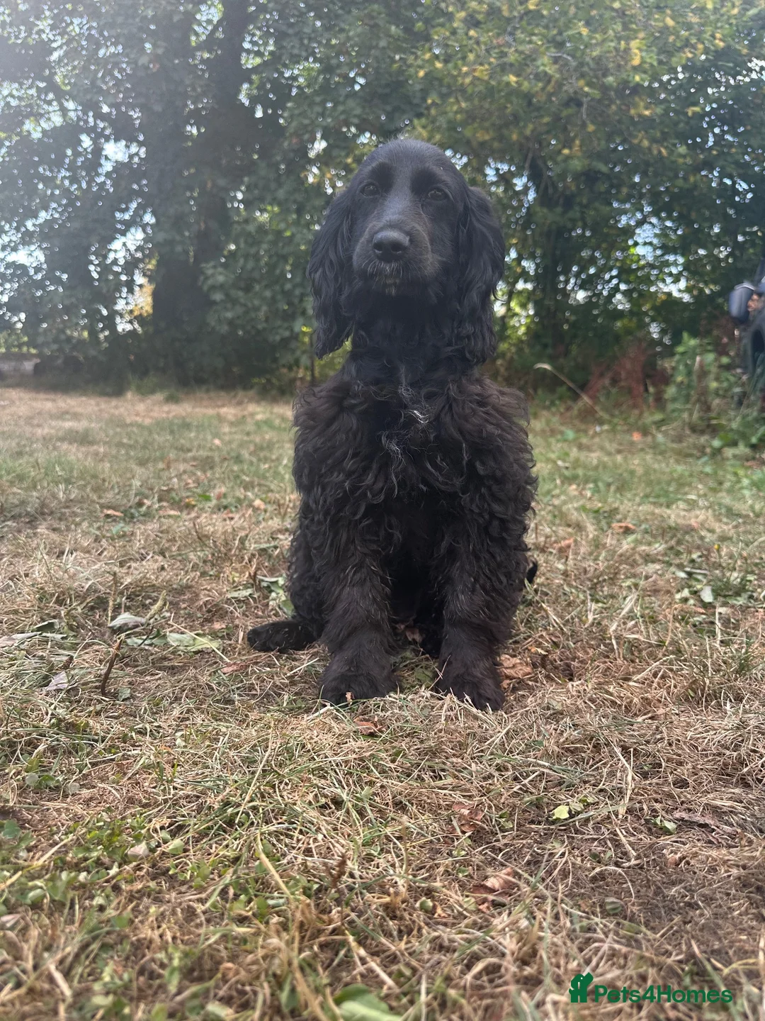 Cockapoo dogs for sale: Lisa lashes fully vaccinated  - Advert 6